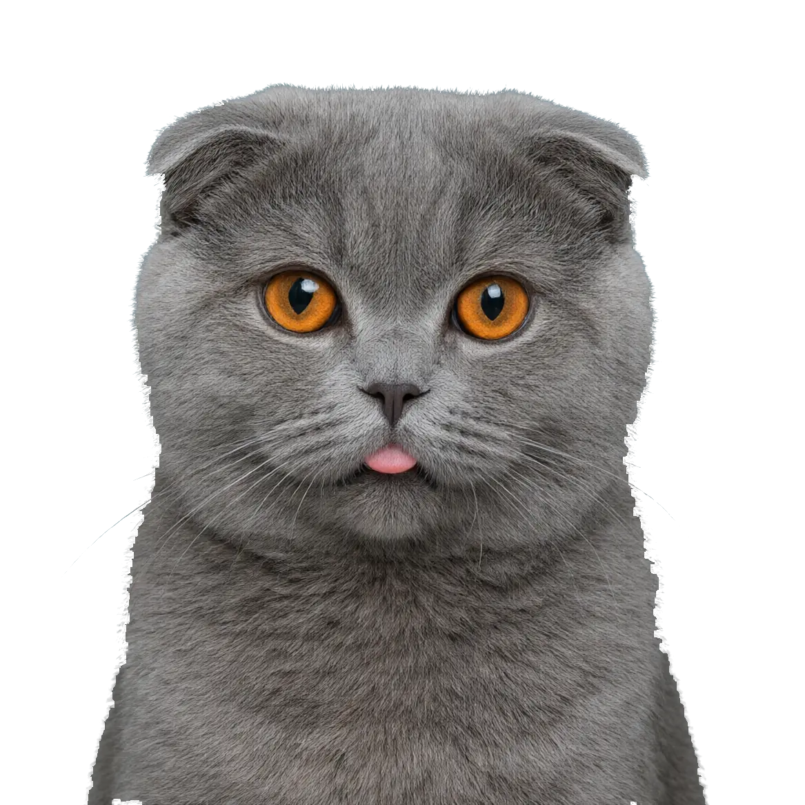 A grey Scottish Fold cat poking out its tongue