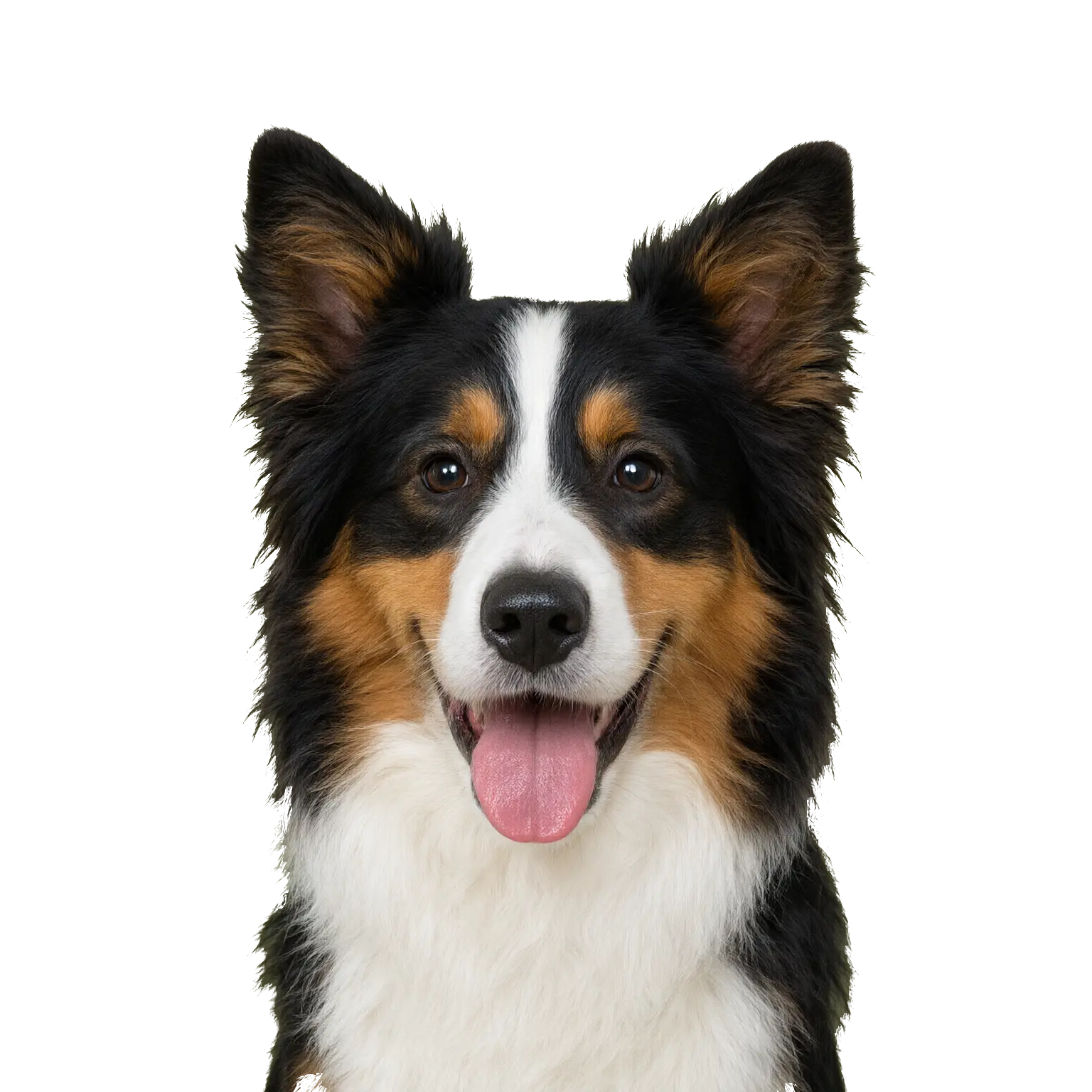 A tricolour border collie grinning with its tongue out